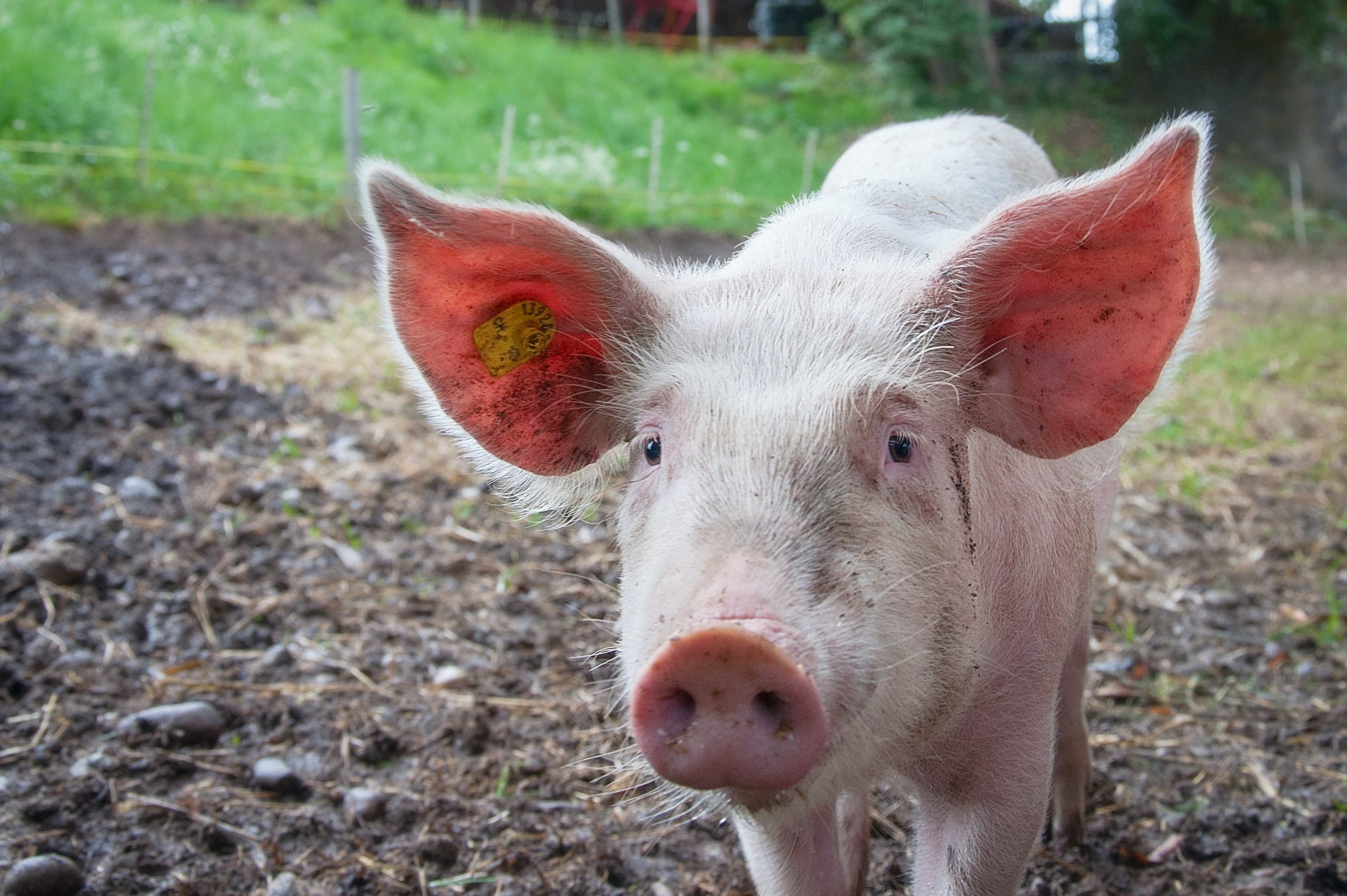 Never get between a Liberal and his pork