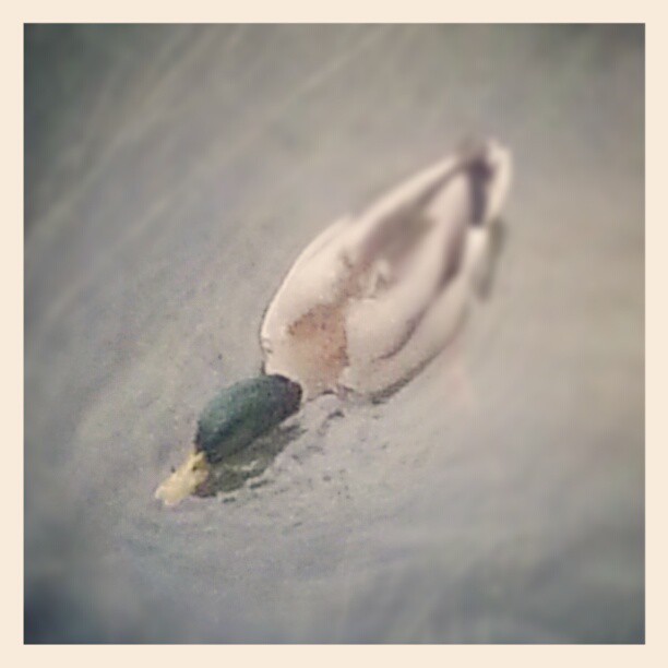 Quack. #ottawa