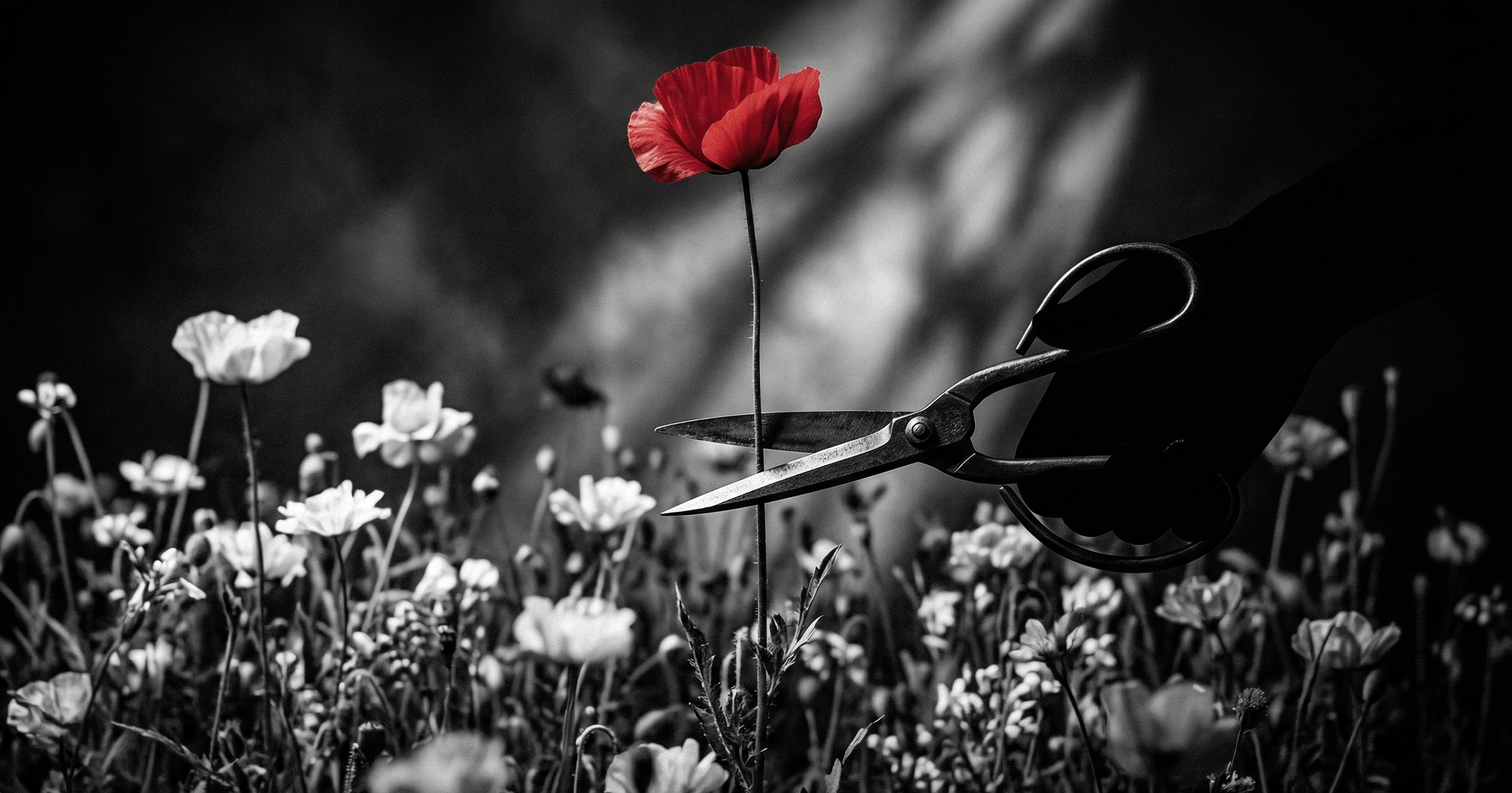 Ignatieff the tall poppy?
